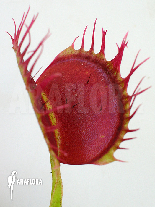 Dionaea muscipula &lsquo;Cropped teeth&rsquo;