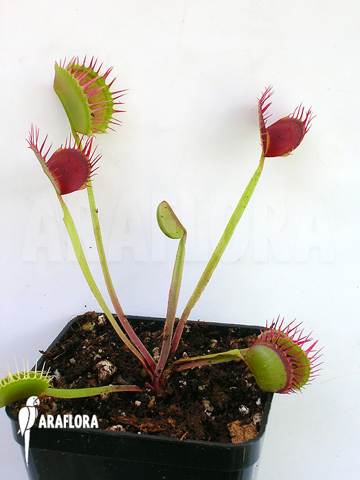 Dionaea muscipula &lsquo;Cropped teeth&rsquo;