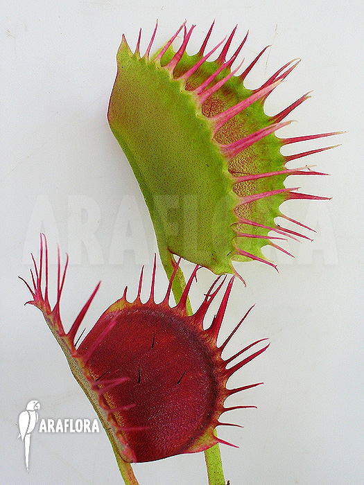 Dionaea muscipula &lsquo;Cropped teeth&rsquo;