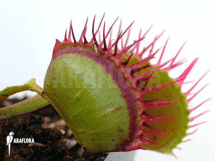 Dionaea muscipula &lsquo;Cropped teeth&rsquo;