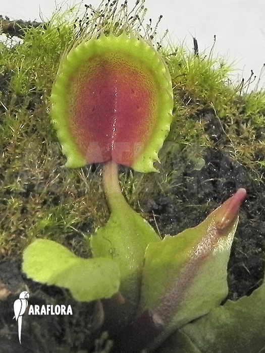 Dionaea muscipula &lsquo;Cup trap&rsquo;