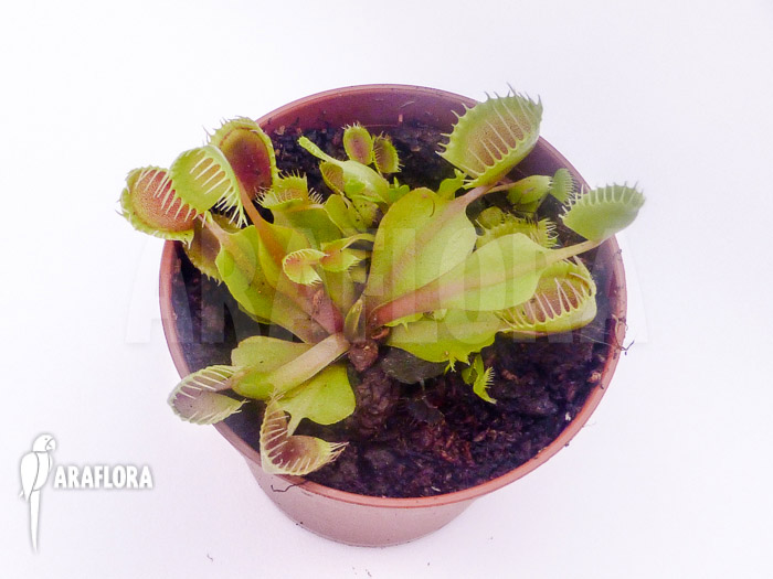 Dionaea muscipula &lsquo;Cup trap&rsquo;
