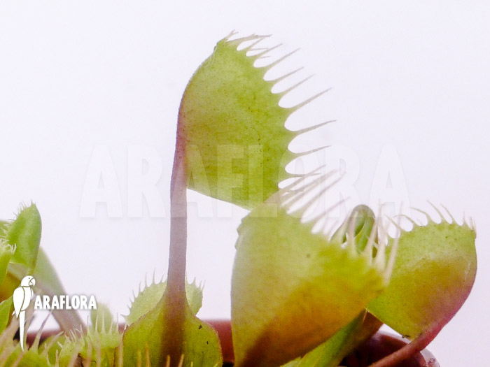 Dionaea muscipula &lsquo;Cup trap&rsquo;