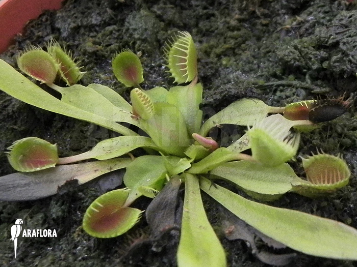 Dionaea muscipula &lsquo;Cup trap&rsquo;
