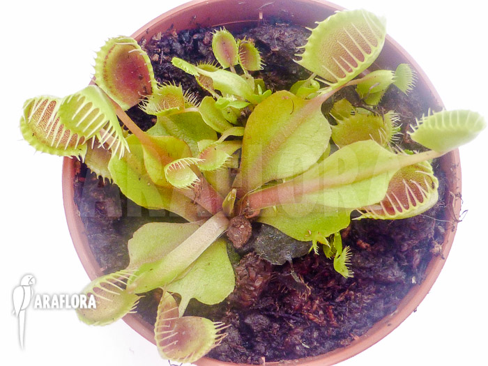 Dionaea muscipula &lsquo;Cup trap&rsquo;