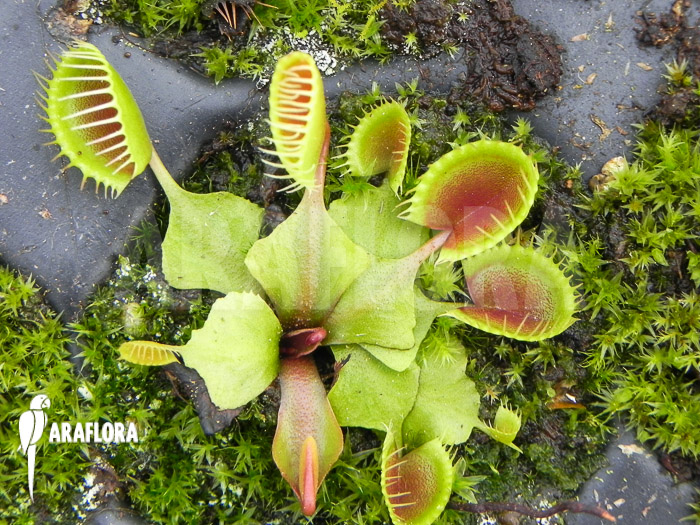 Dionaea muscipula &lsquo;Cup trap&rsquo;