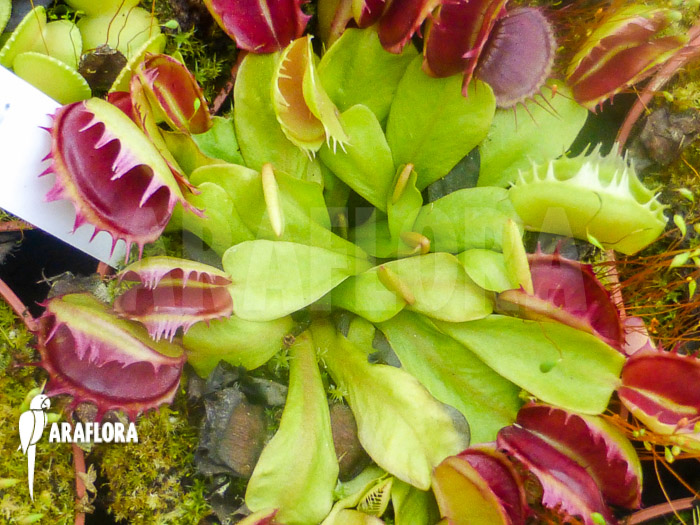 Dionaea muscipula &lsquo;Demolition&rsquo;