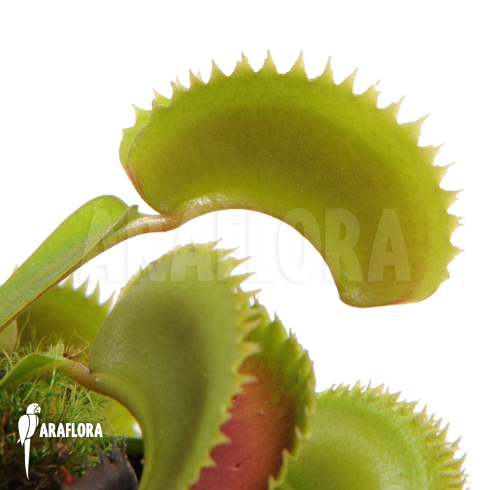 Dionaea muscipula &lsquo;Dentate&rsquo;