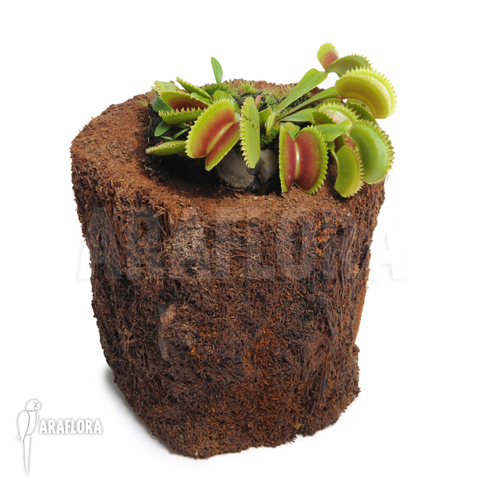 Dionaea muscipula &lsquo;Dentate&rsquo;