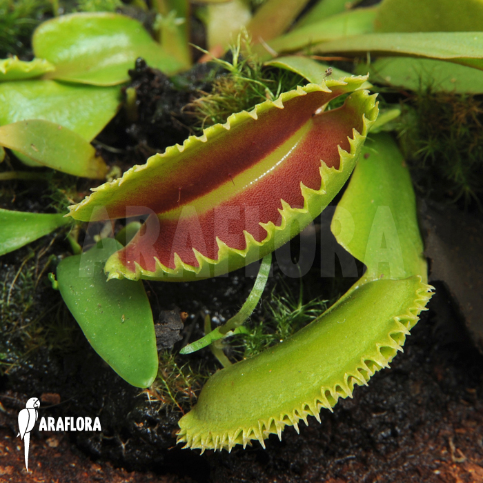 Dionaea muscipula &lsquo;Dentate&rsquo;