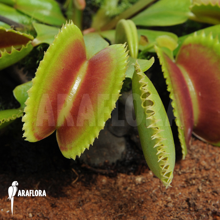Dionaea muscipula &lsquo;Dentate&rsquo;