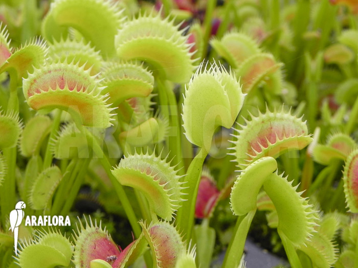 Dionaea muscipula &lsquo;Dentate&rsquo;