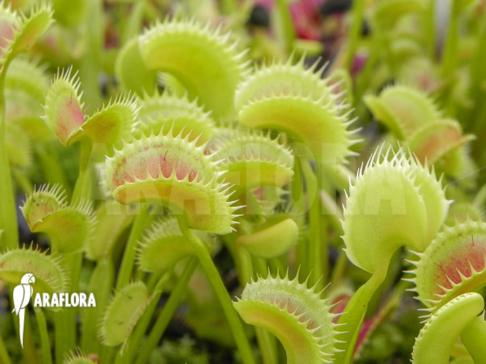 Dionaea muscipula &lsquo;Dentate&rsquo;
