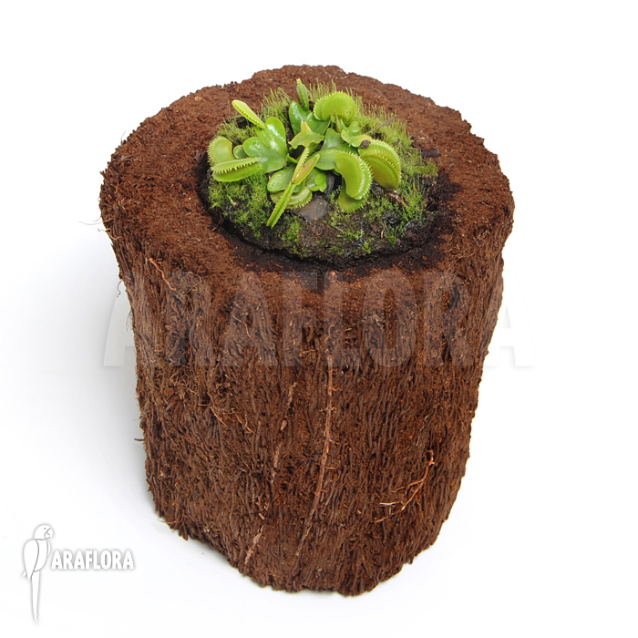 Dionaea muscipula &lsquo;Dentate&rsquo; &lsquo;S&rsquo;