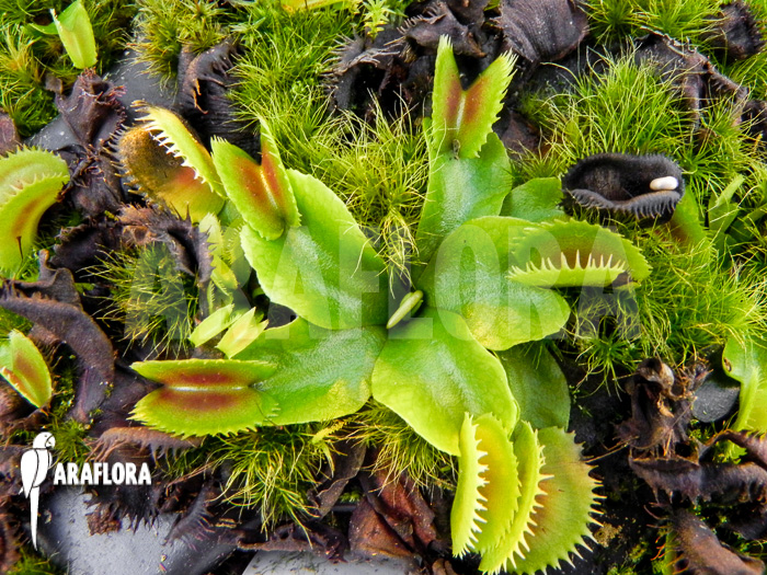 Dionaea muscipula &lsquo;Dentate&rsquo; Starter