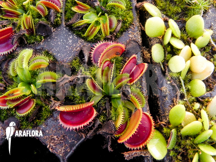 Dionaea muscipula &lsquo;Dentate&rsquo; Starter