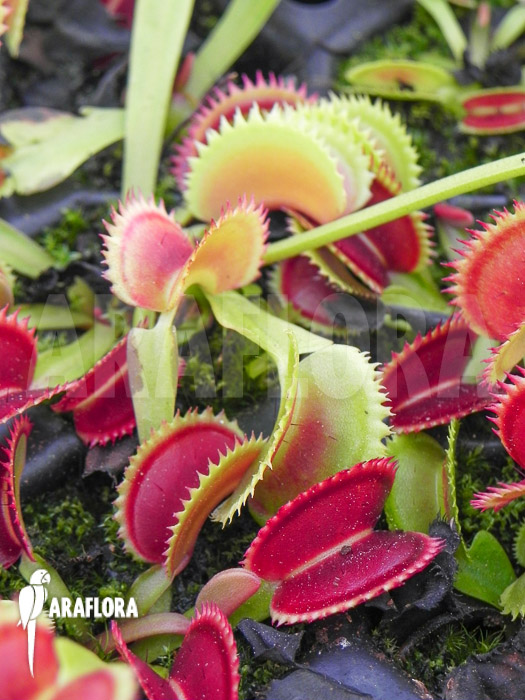 Dionaea muscipula &lsquo;Dentate&rsquo; Starter