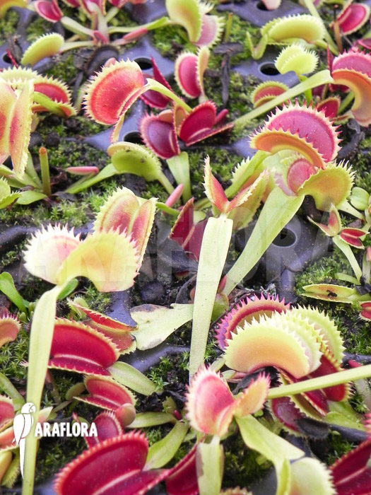 Dionaea muscipula &lsquo;Dentate&rsquo; Starter