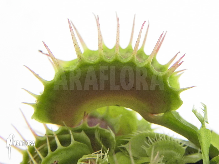 Dionaea muscipula &lsquo;Devil eye&rsquo;