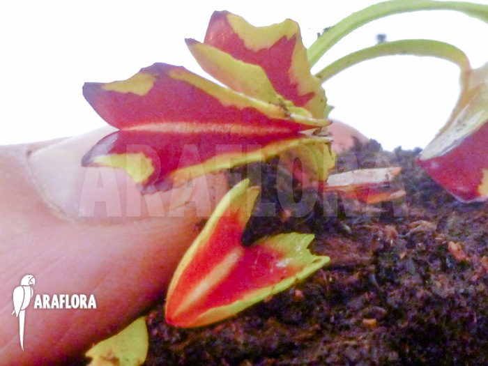Dionaea muscipula Diamond Ace