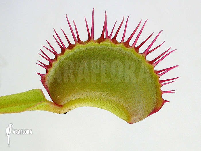 Dionaea muscipula &lsquo;Dingley giant&rsquo;