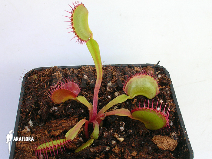 Dionaea muscipula &lsquo;Dingley giant&rsquo;