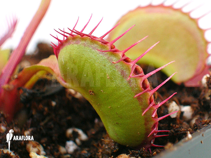 Dionaea muscipula &lsquo;Dingley giant&rsquo;