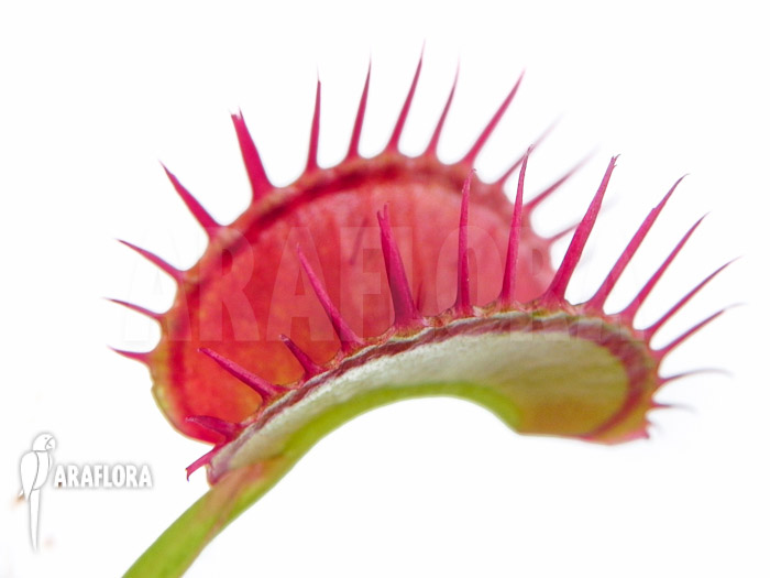 Dionaea muscipula &lsquo;Dingley giant&rsquo;