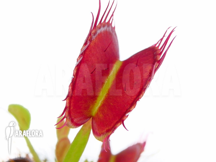 Dionaea muscipula &lsquo;Dingley giant&rsquo;