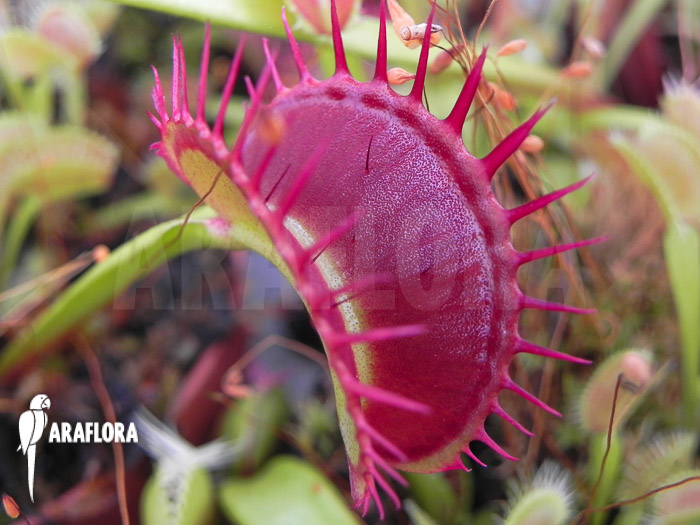 Dionaea muscipula &lsquo;Dingley giant&rsquo;