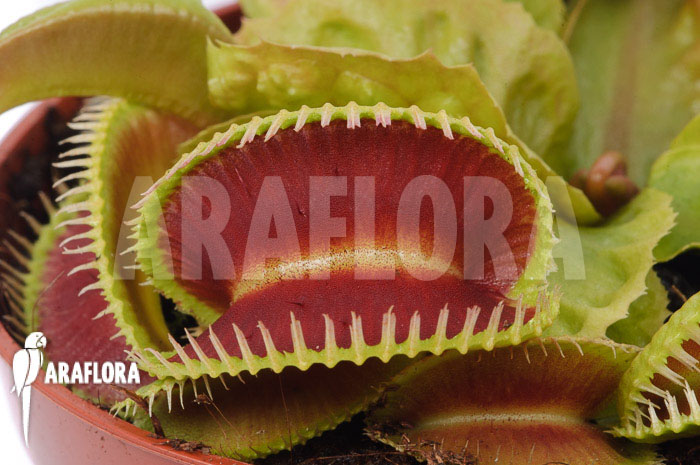 Dionaea muscipula &lsquo;Dino&rsquo;