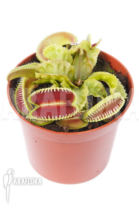 Dionaea muscipula &lsquo;Dino&rsquo;
