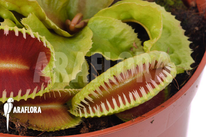 Dionaea muscipula &lsquo;Dino&rsquo;