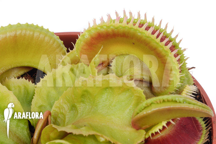 Dionaea muscipula &lsquo;Dino&rsquo;