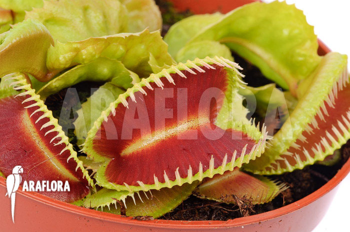 Dionaea muscipula &lsquo;Dino&rsquo;