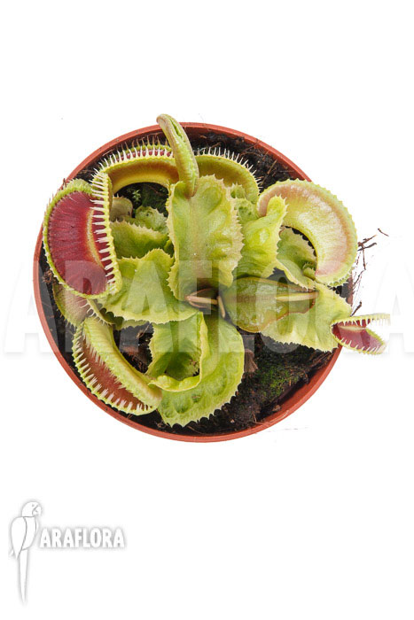 Dionaea muscipula &lsquo;Dino&rsquo;