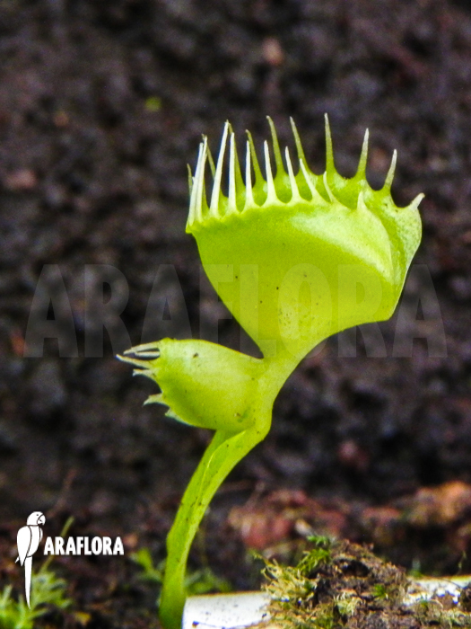 Dionaea muscipula Double trouble