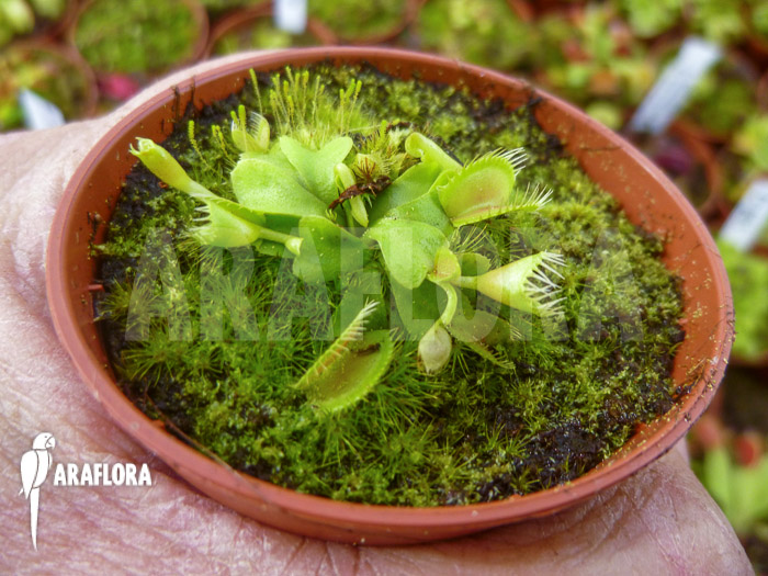 Dionaea muscipula Double trouble starter