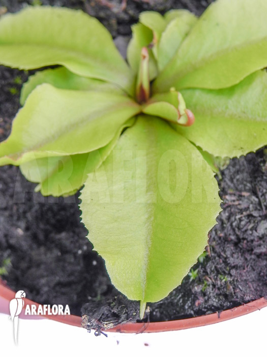Dionaea muscipula &lsquo;Dr Jos&rsquo;