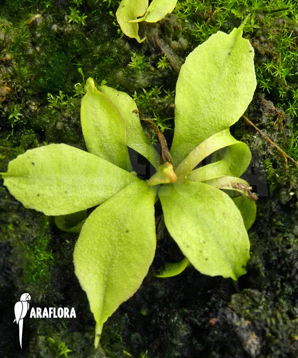 Dionaea muscipula &lsquo;Dr No Trap&rsquo;