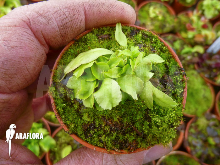 Dionaea muscipula &lsquo;Dr No Trap&rsquo;