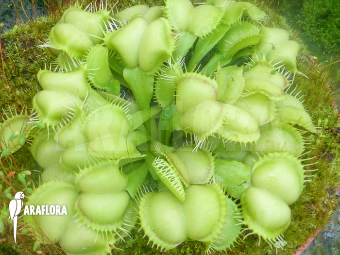 Dionaea muscipula &lsquo;Fireline&rsquo;