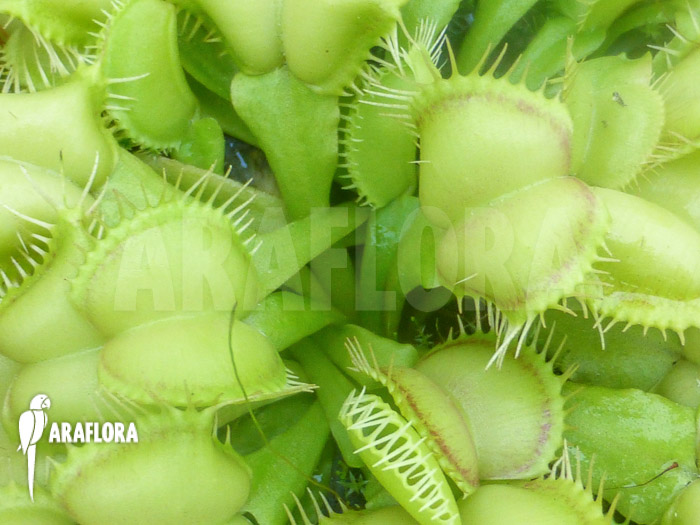 Dionaea muscipula &lsquo;Fireline&rsquo;