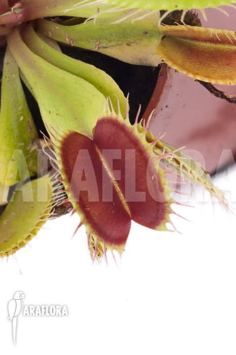 Dionaea muscipula &lsquo;Flexx&rsquo;