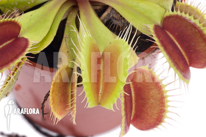 Dionaea muscipula &lsquo;Flexx&rsquo;