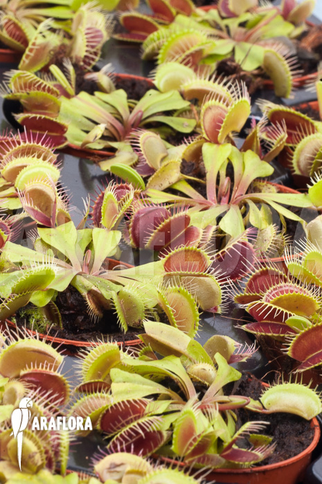 Dionaea muscipula &lsquo;Flexx&rsquo;