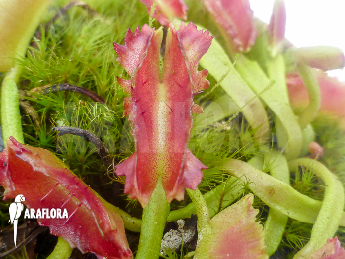 Dionaea muscipula &lsquo;Freaky Star&rsquo;