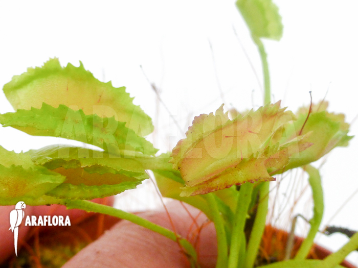 Dionaea muscipula &lsquo;Freaky Star&rsquo;