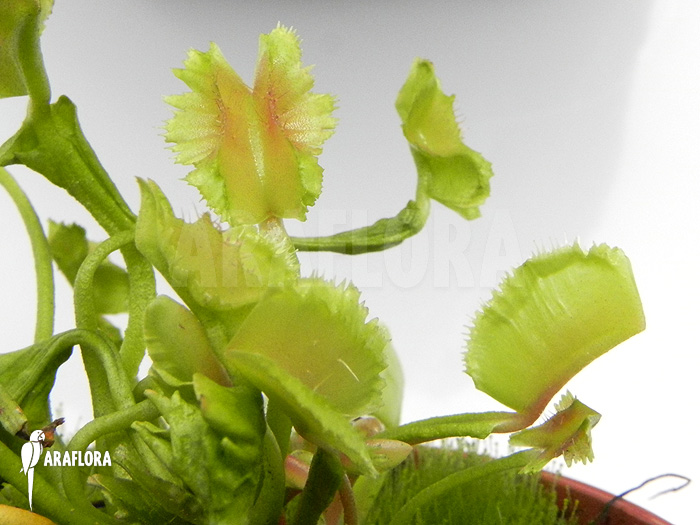 Dionaea muscipula &lsquo;Freaky Star&rsquo;
