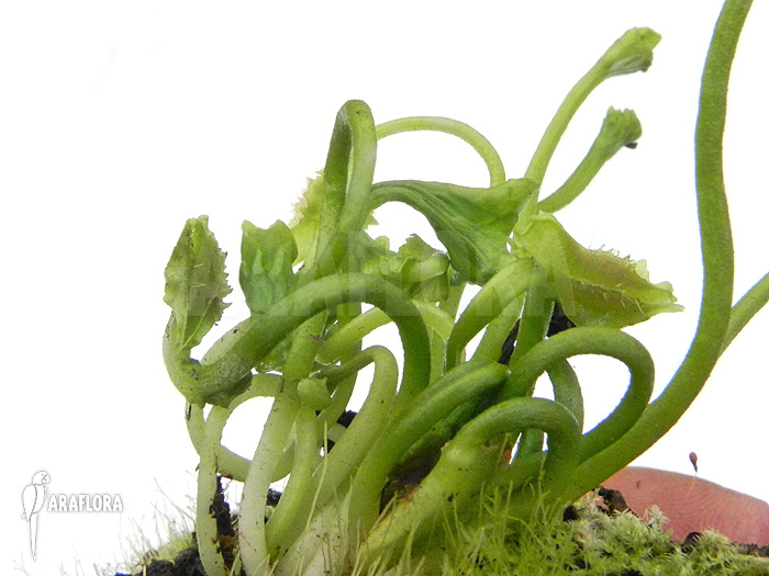 Dionaea muscipula &lsquo;Freaky Star&rsquo;